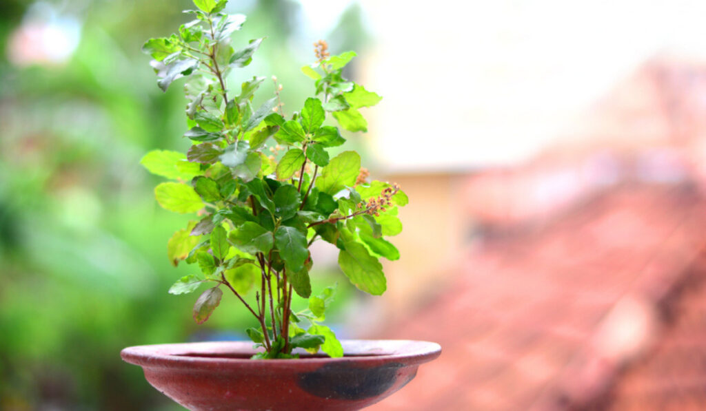 तुलसी (Holy Basil) 
